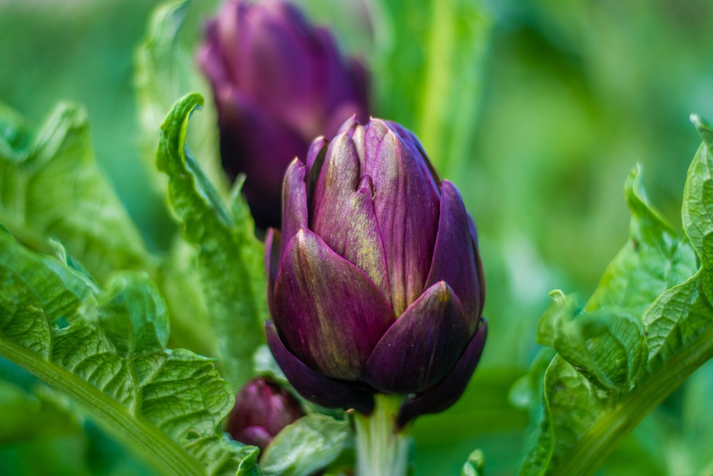 Local Artichoke Season Oh My Malta
