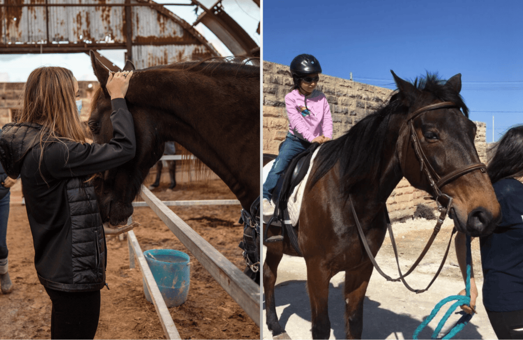 Rmj Ranch RMJ Horse Rescue to hold Open Day this Sunday - Oh My Malta